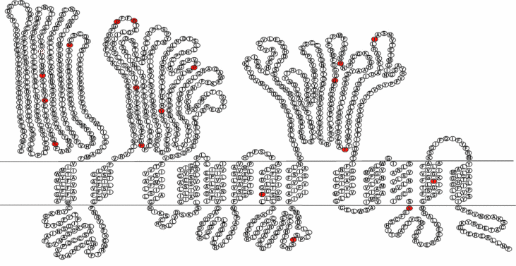 Niemann Pick Type C Gene